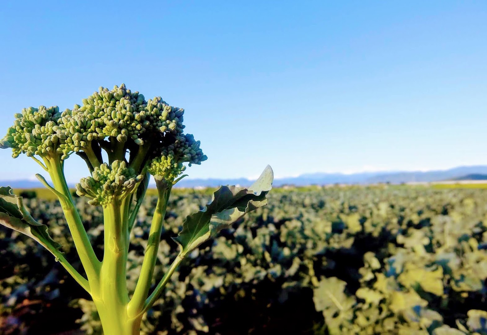 1-ブロリーナ（茎ブロッコリー）