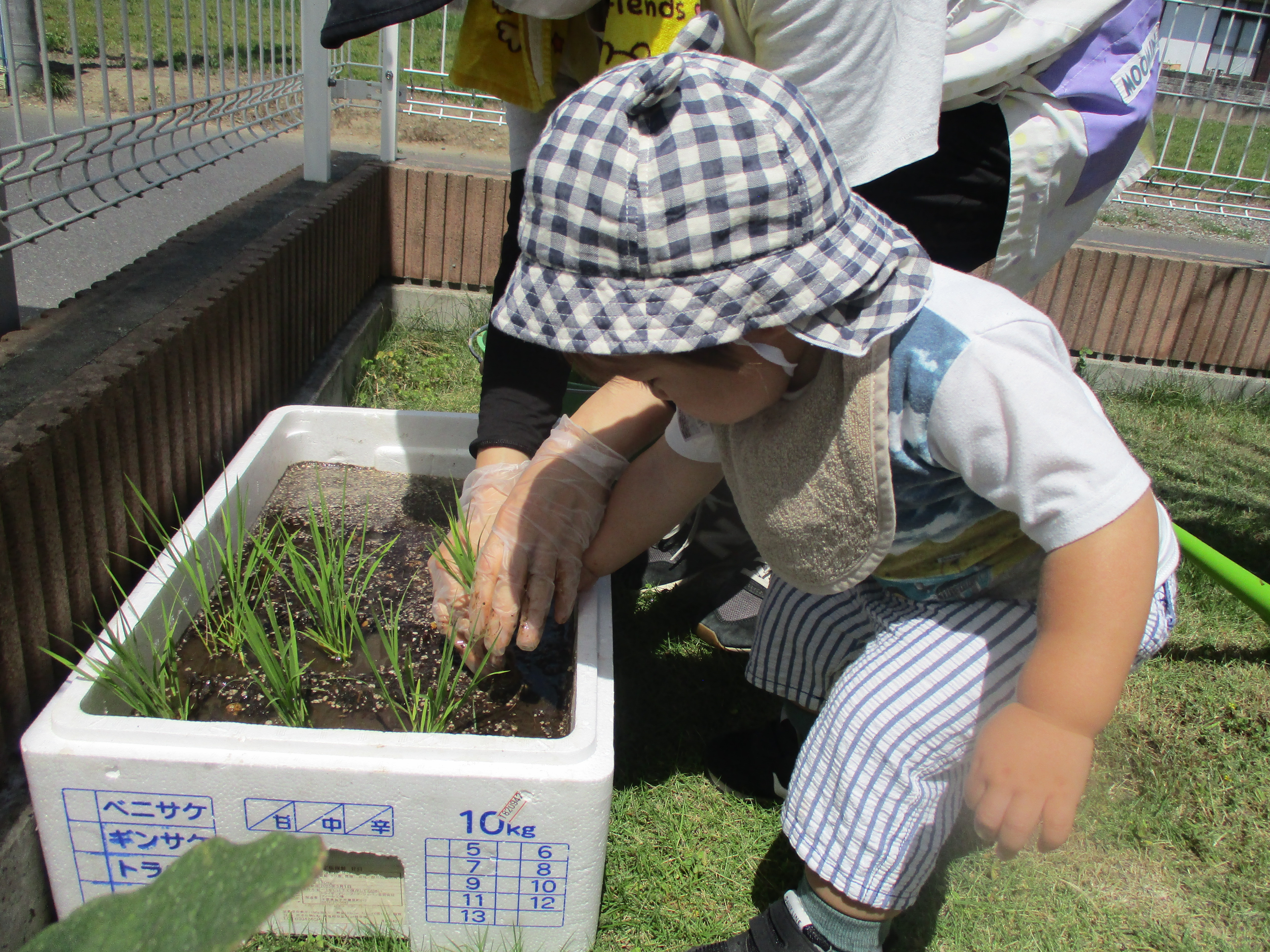10-お米の苗植え体験