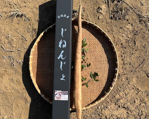 6-満点自然薯 化粧箱入り 約800g / 約1.5㎏