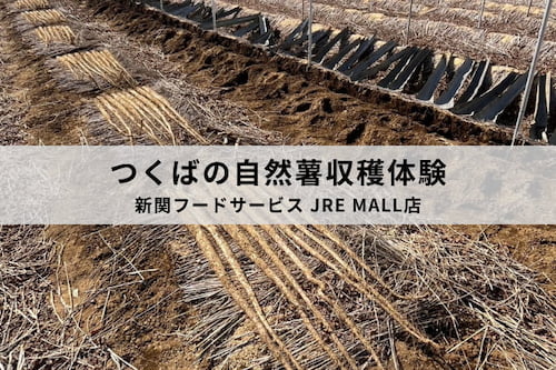 2-自然薯収穫体験を開催いたします