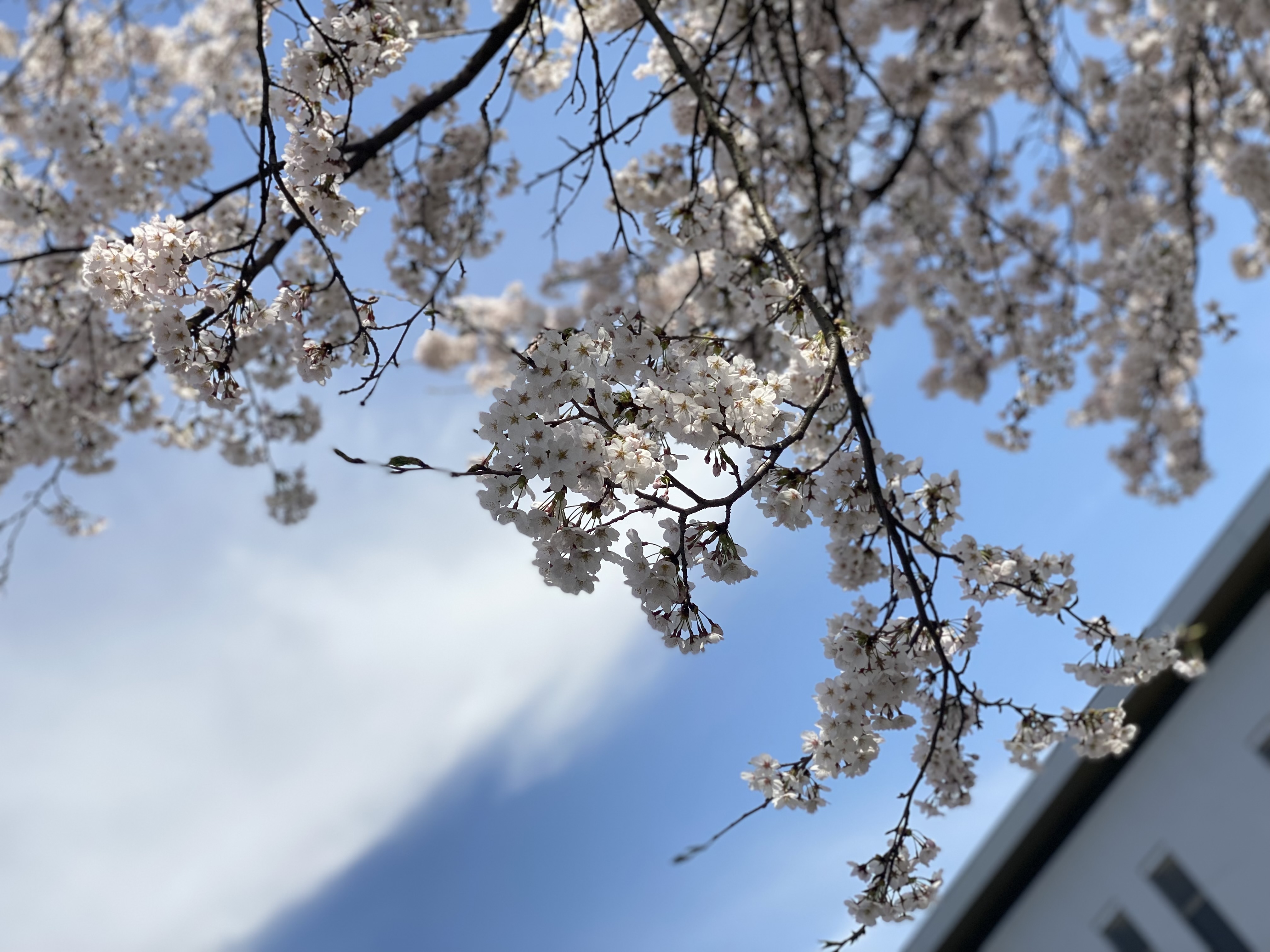 4-春ですね