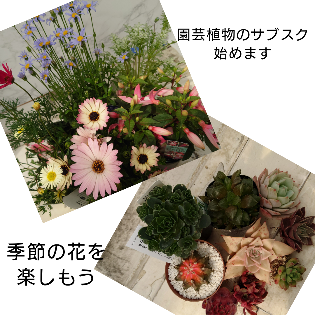 3-花苗定期便