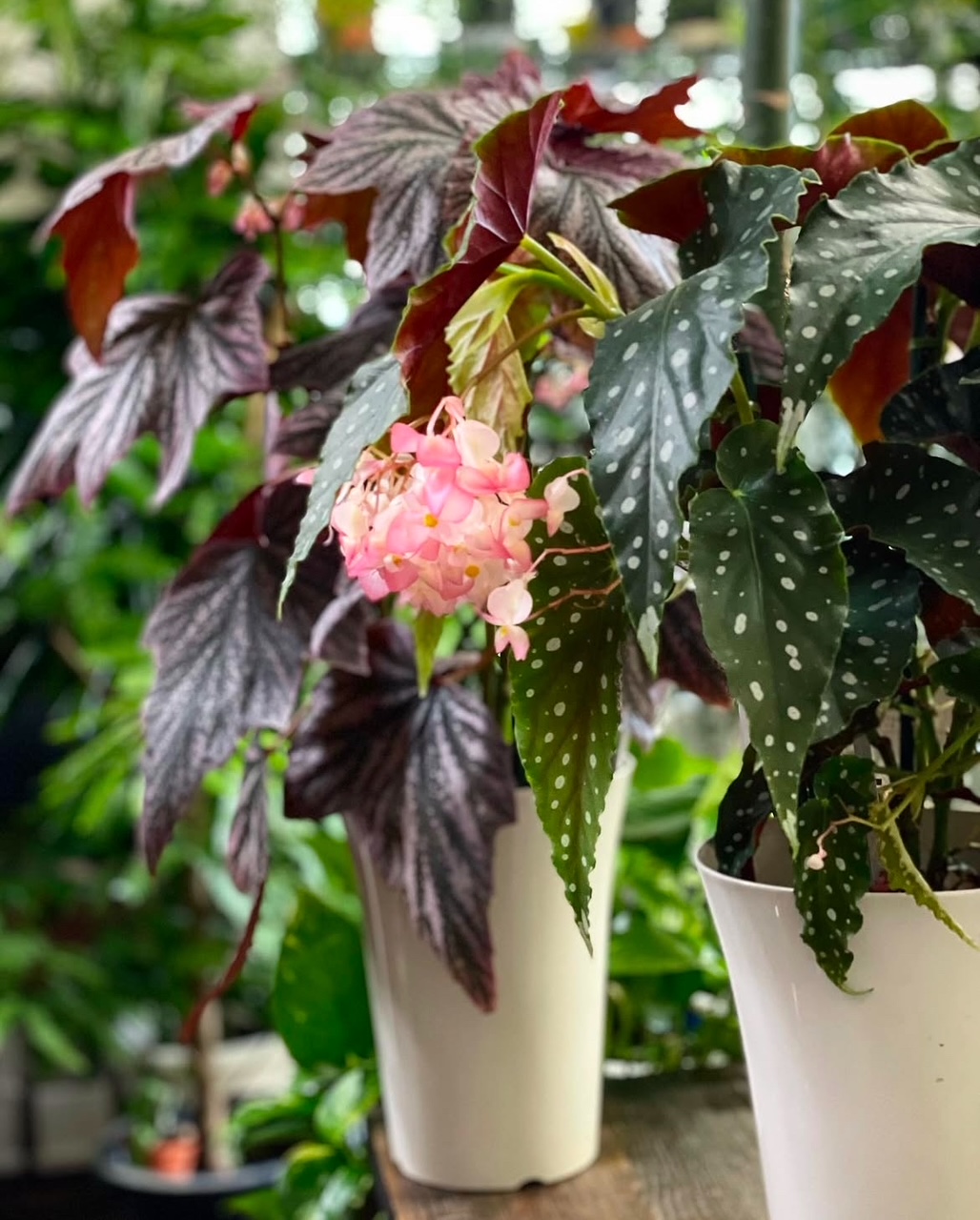 9-植物販売