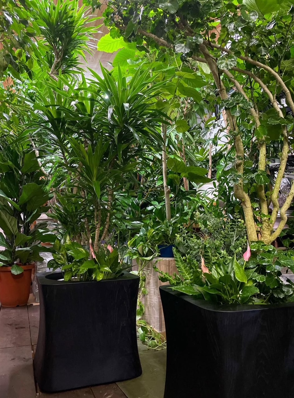 3-観葉植物販売事例