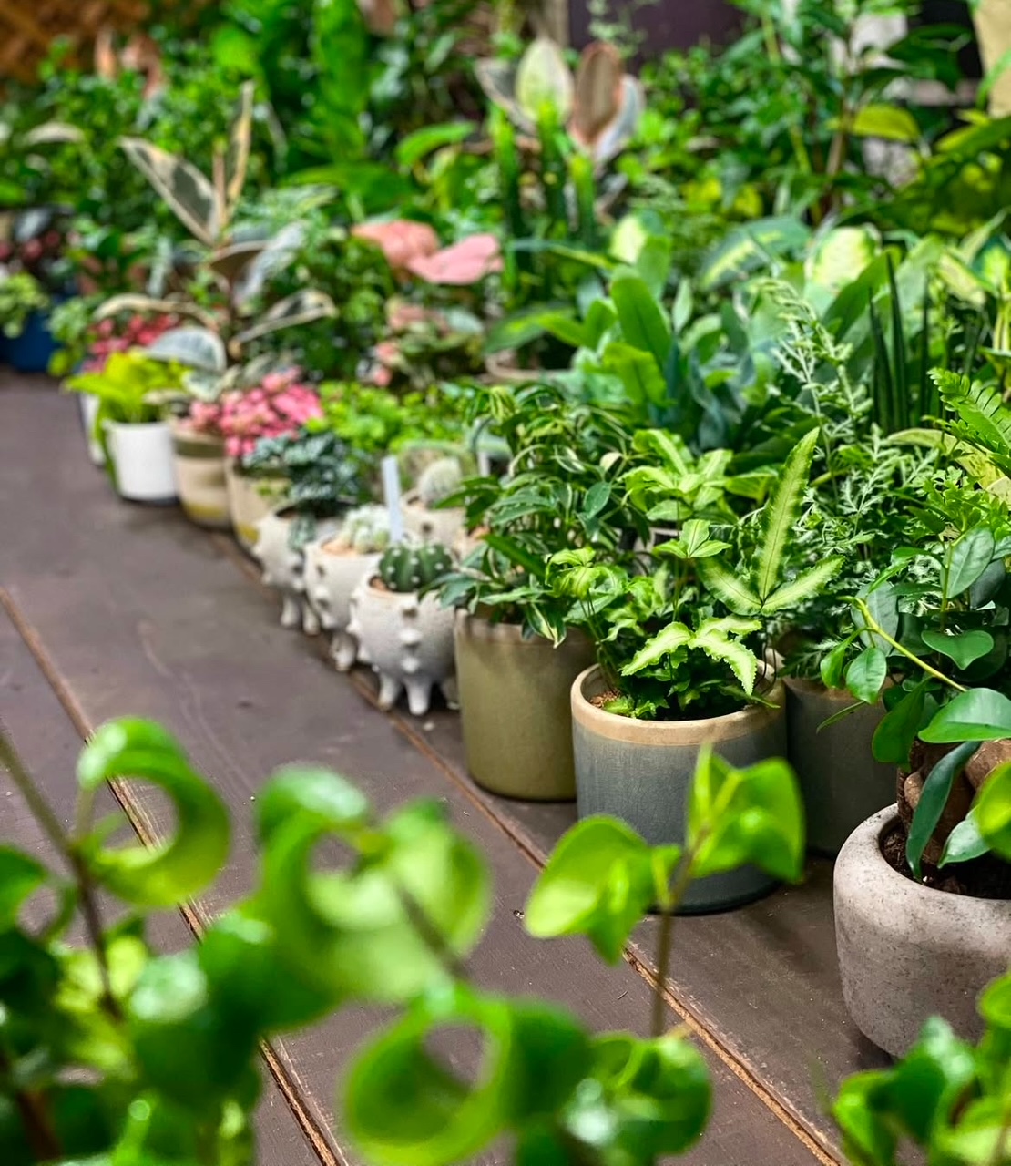 2-観葉植物販売事例