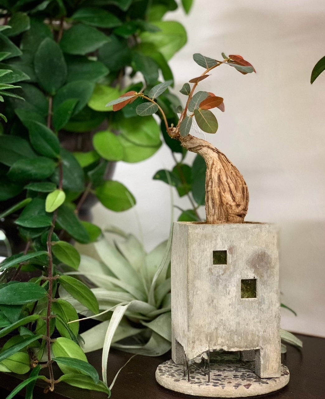 1-観葉植物販売