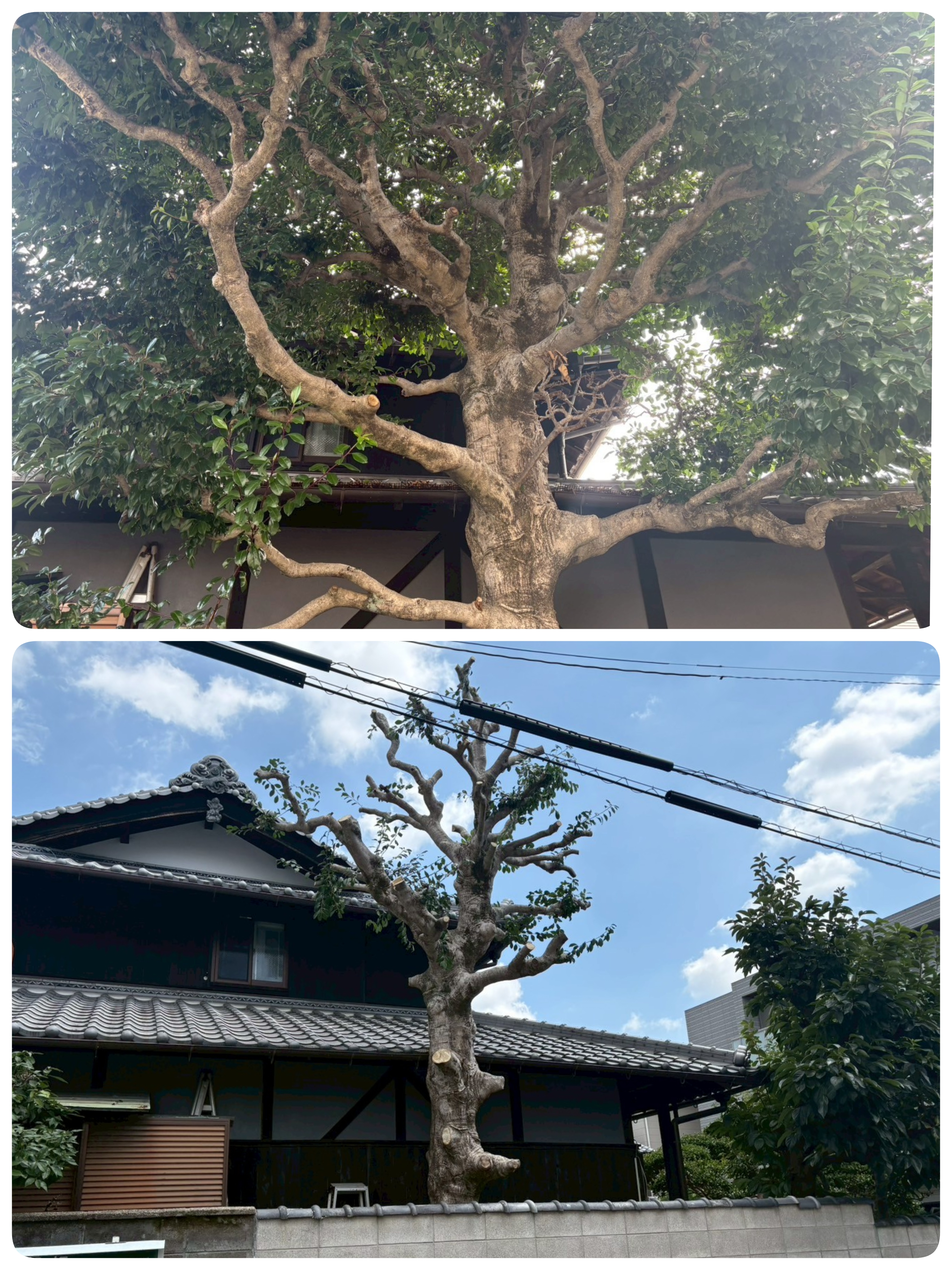 5-箕面市 庭木の剪定作業