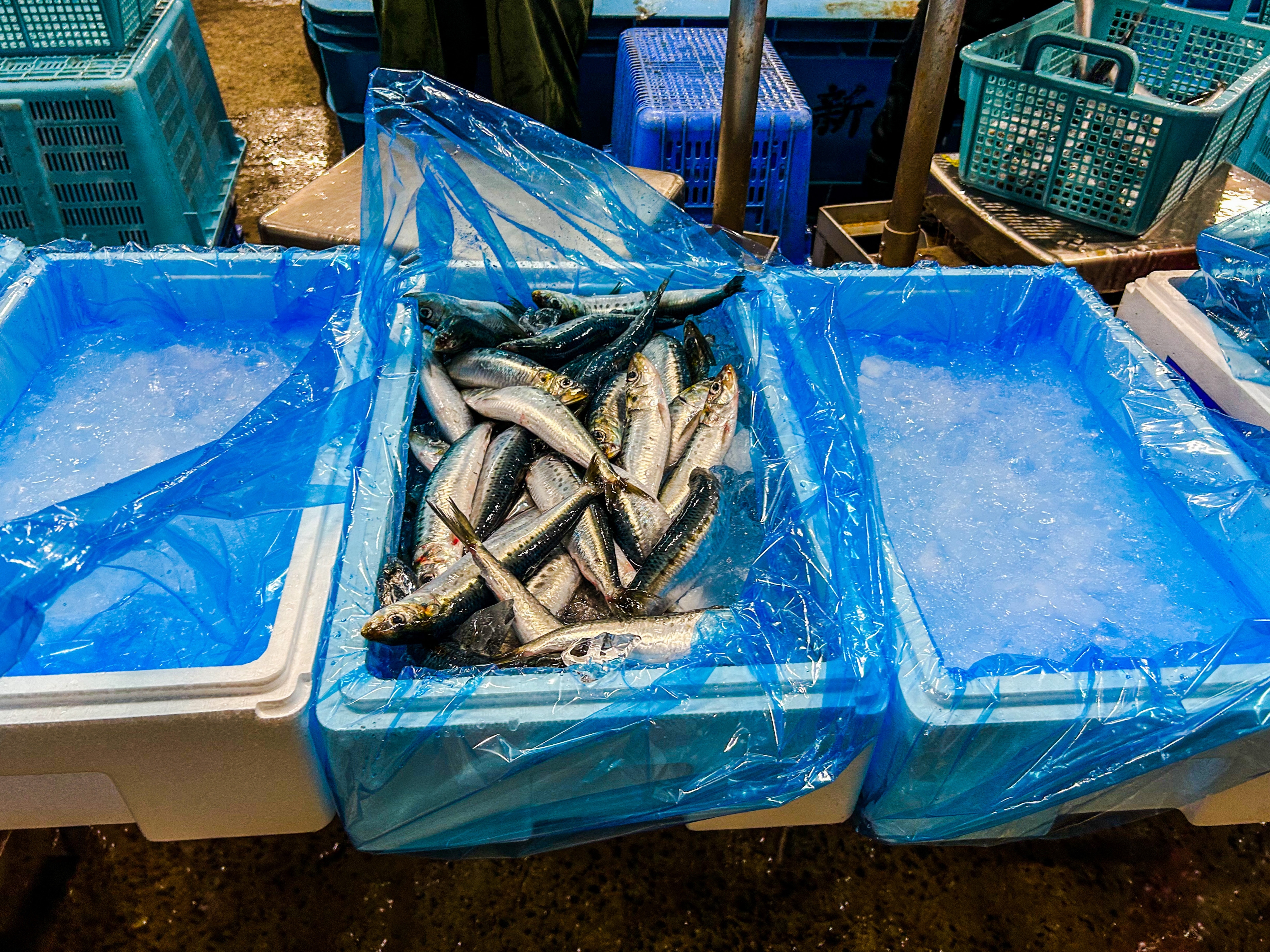 0-鮮魚販売