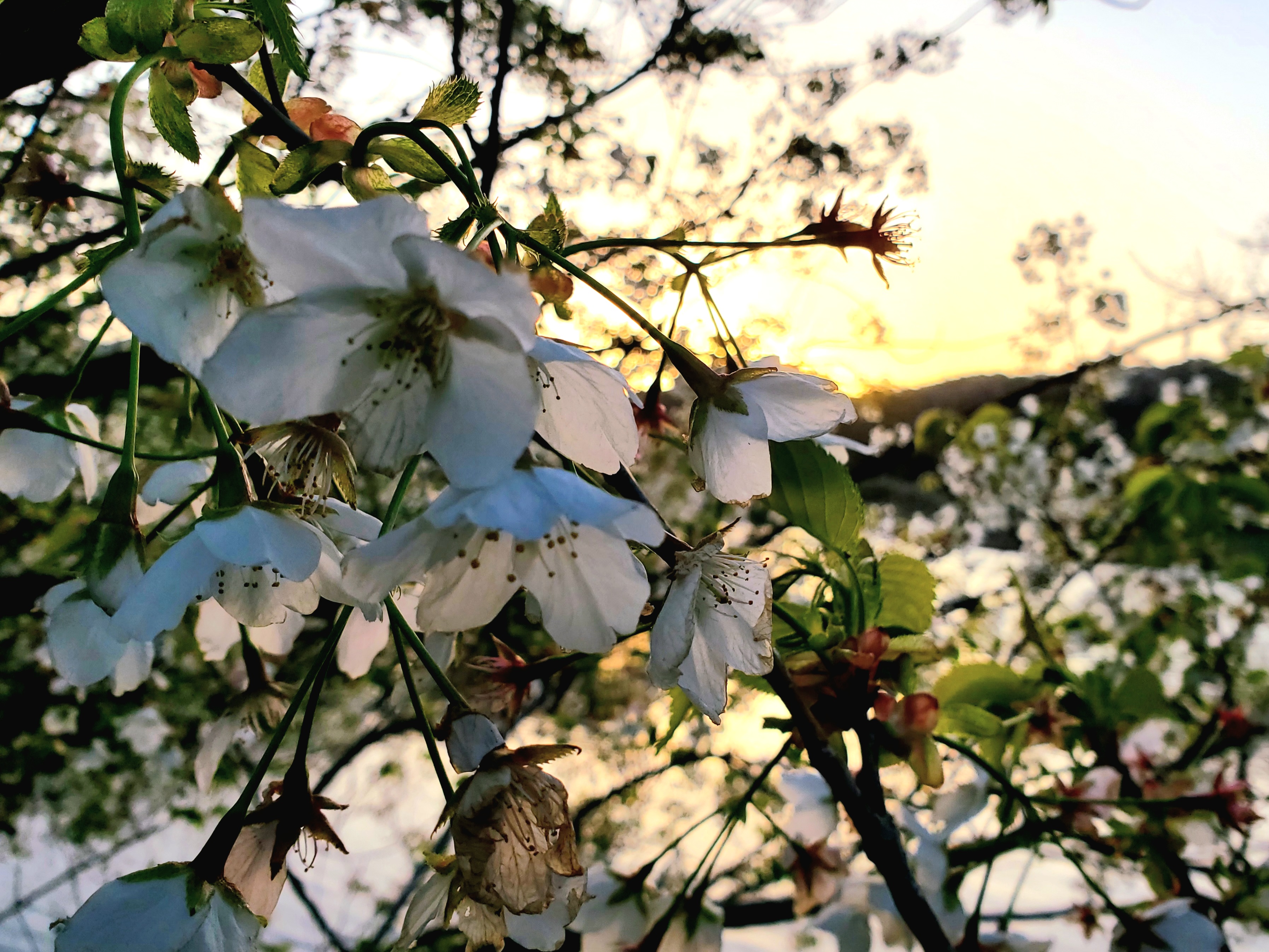8-今年の桜も綺麗でしたね
