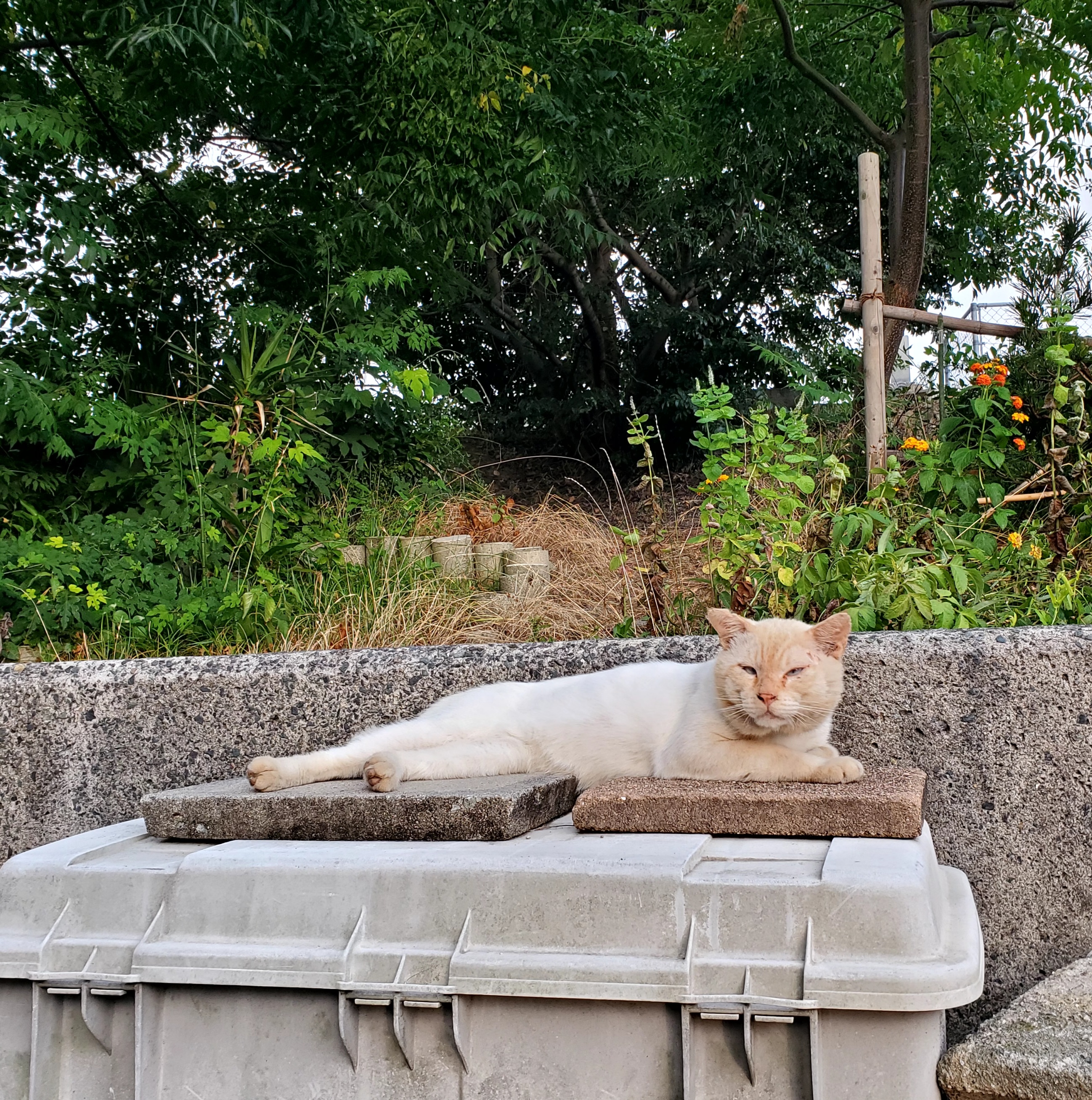 1-猫も暑そう
