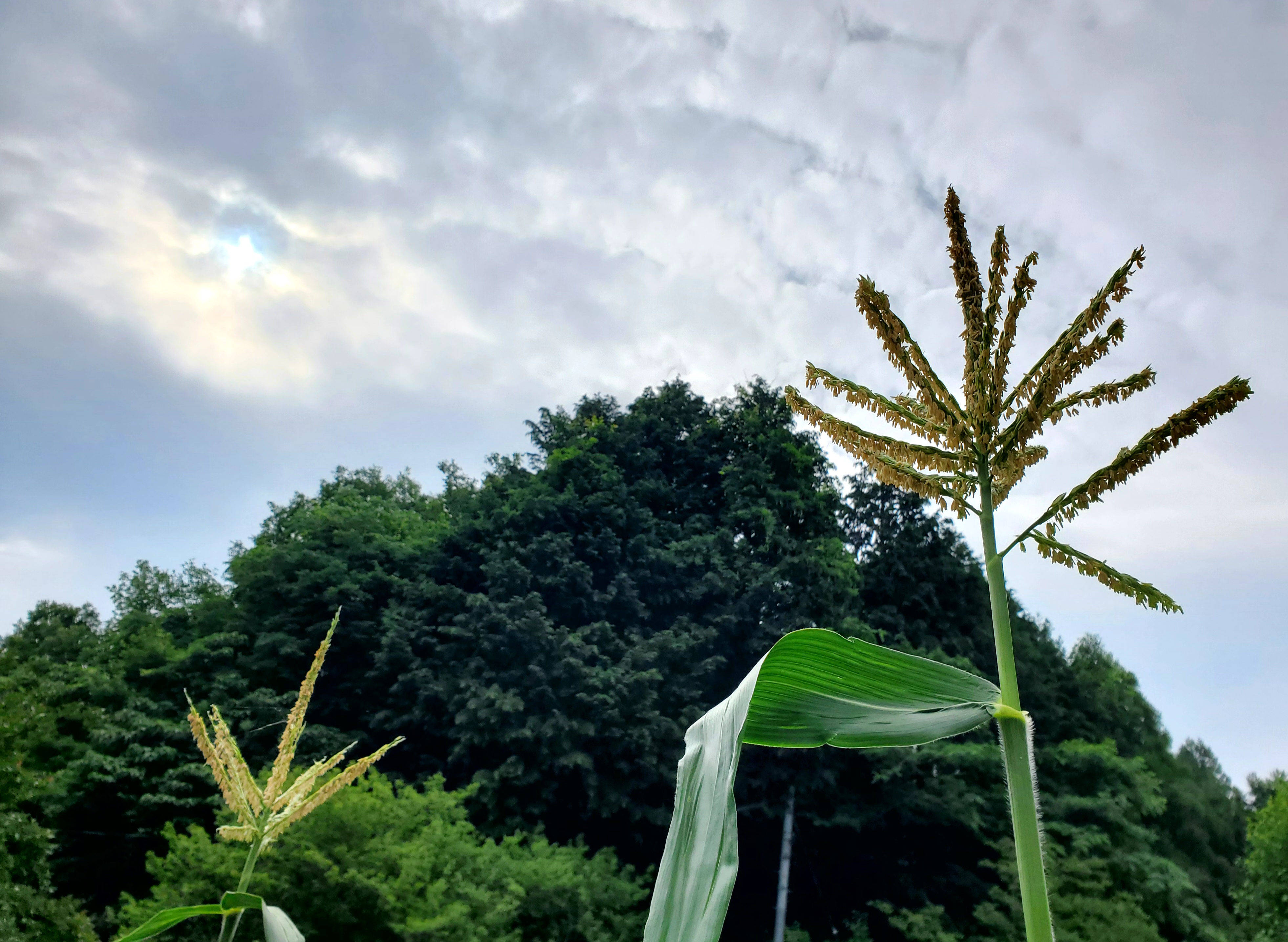 夏が来る