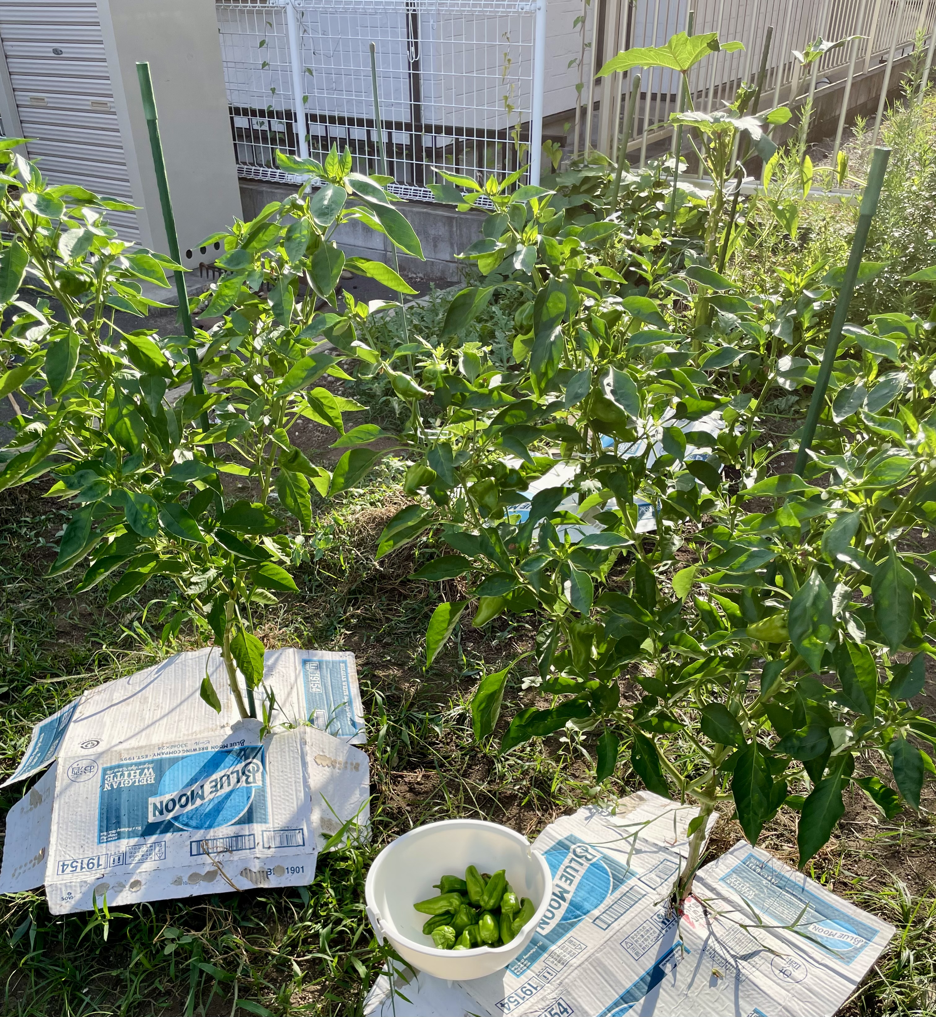 2-鈴なり目指して