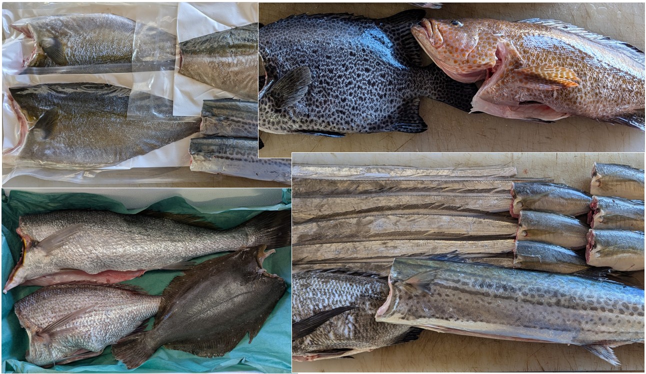 4-鮮魚セット 販売