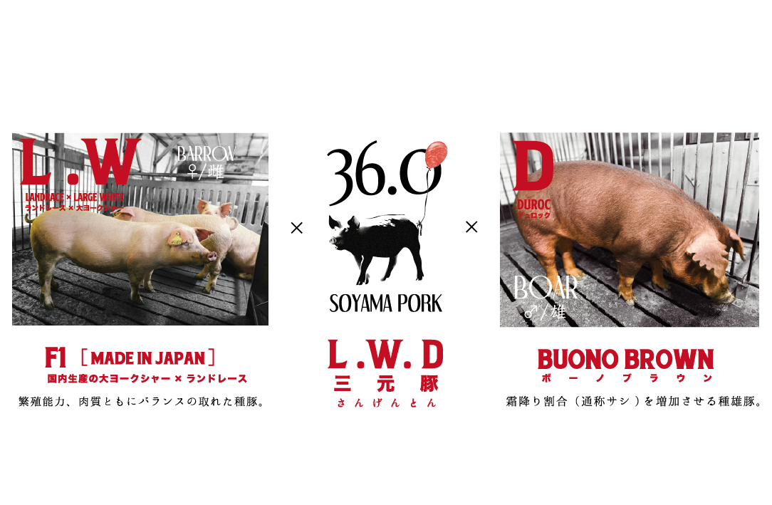 6-国産純粋種の三元豚（品種 : LWD）