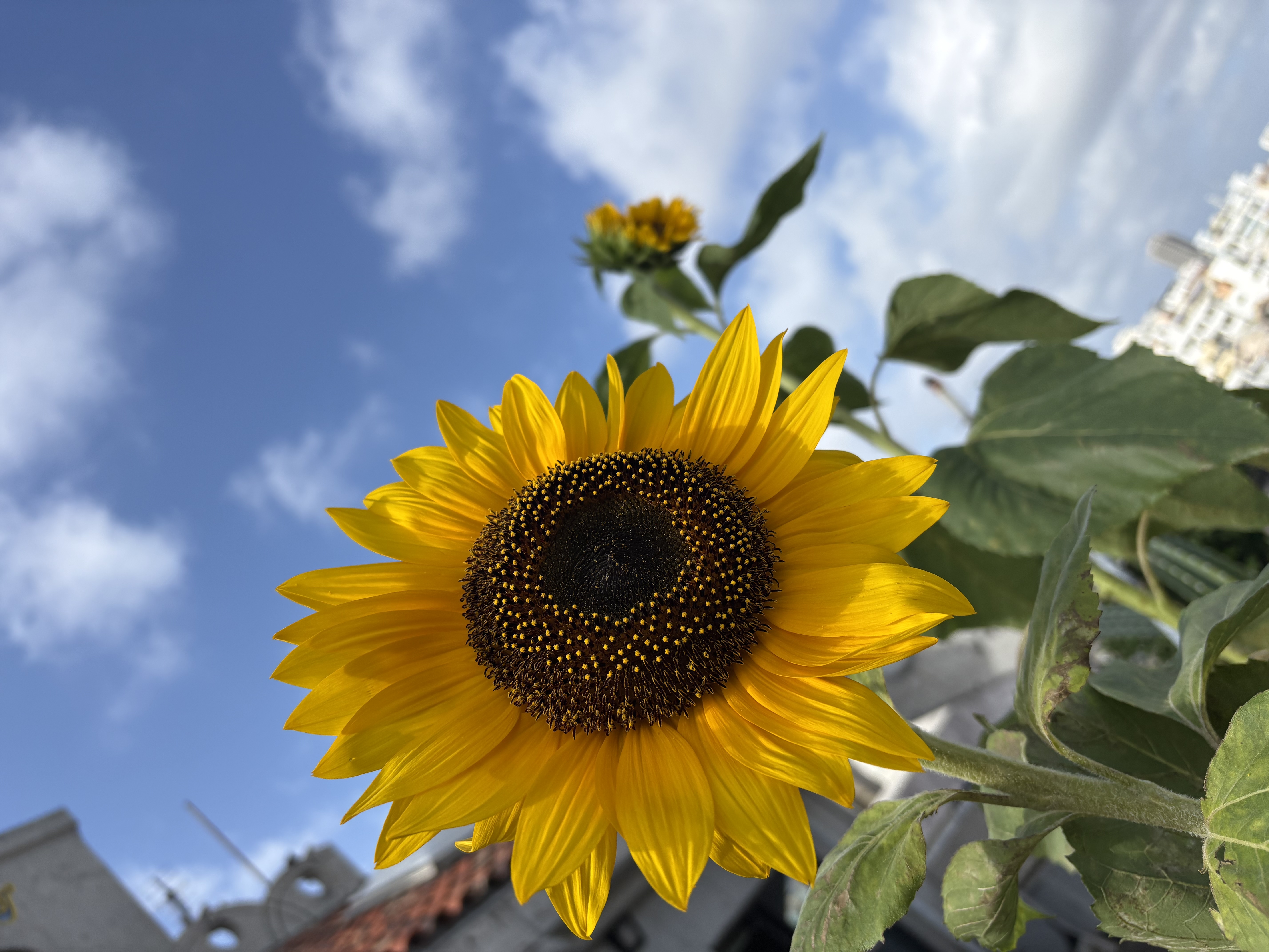 0-太陽のようなヒマワリが咲きました🌻