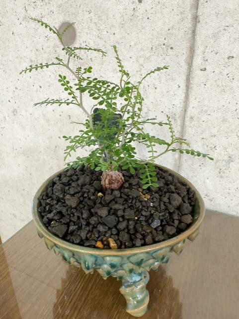 1-新入り君🌿