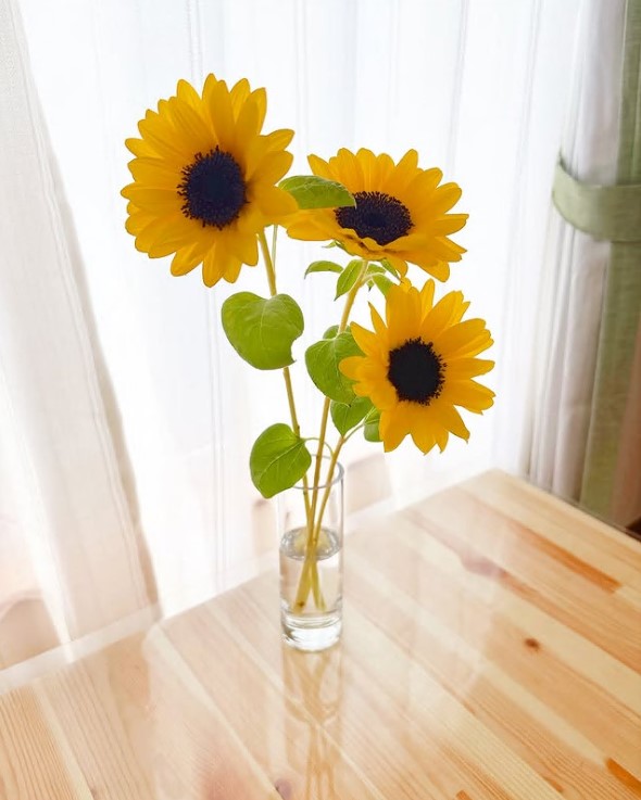 4-管理者セレクトのひまわり🌻でさらに明るい雰囲気のるぽになっております！
