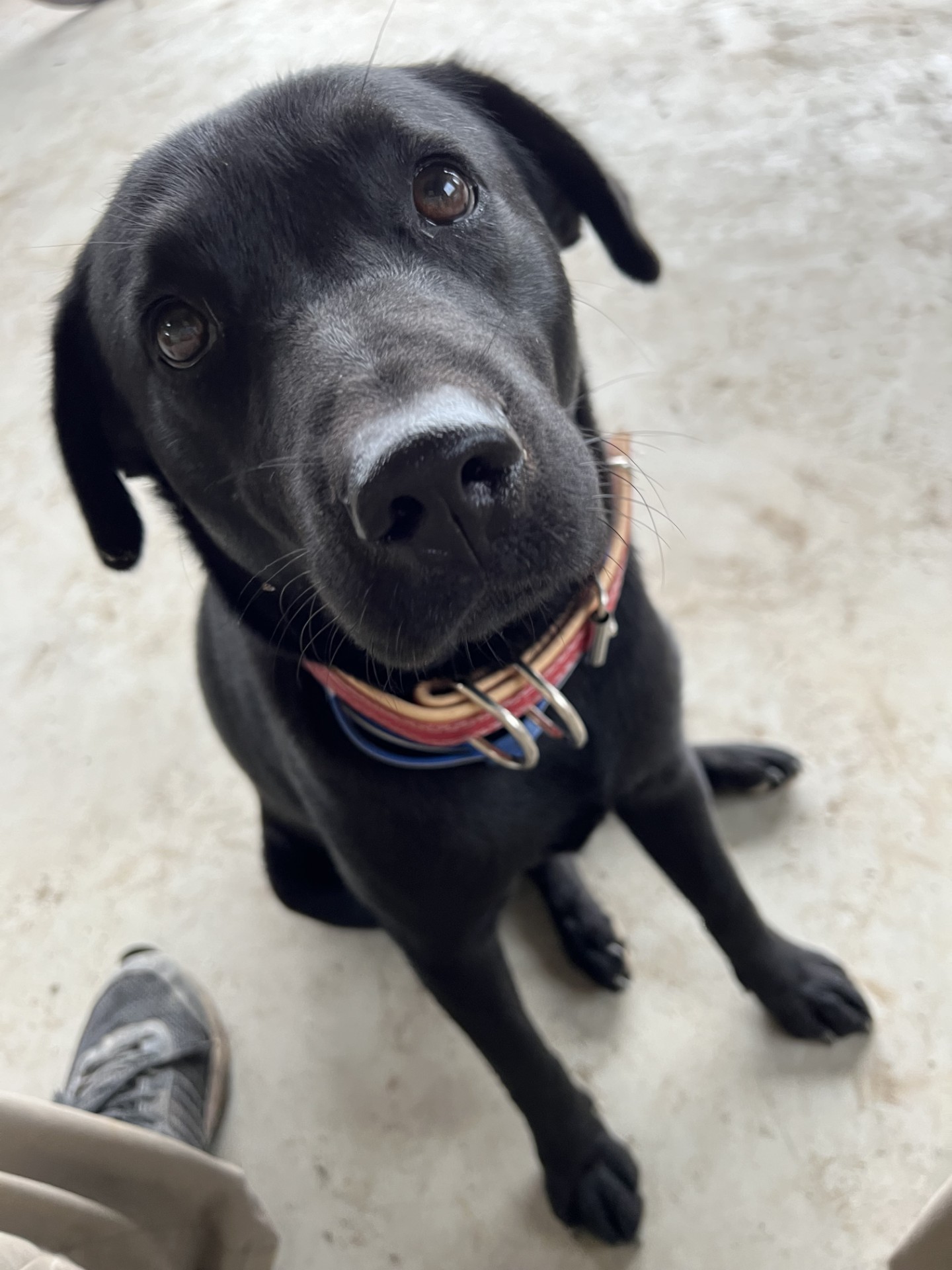 3-番犬