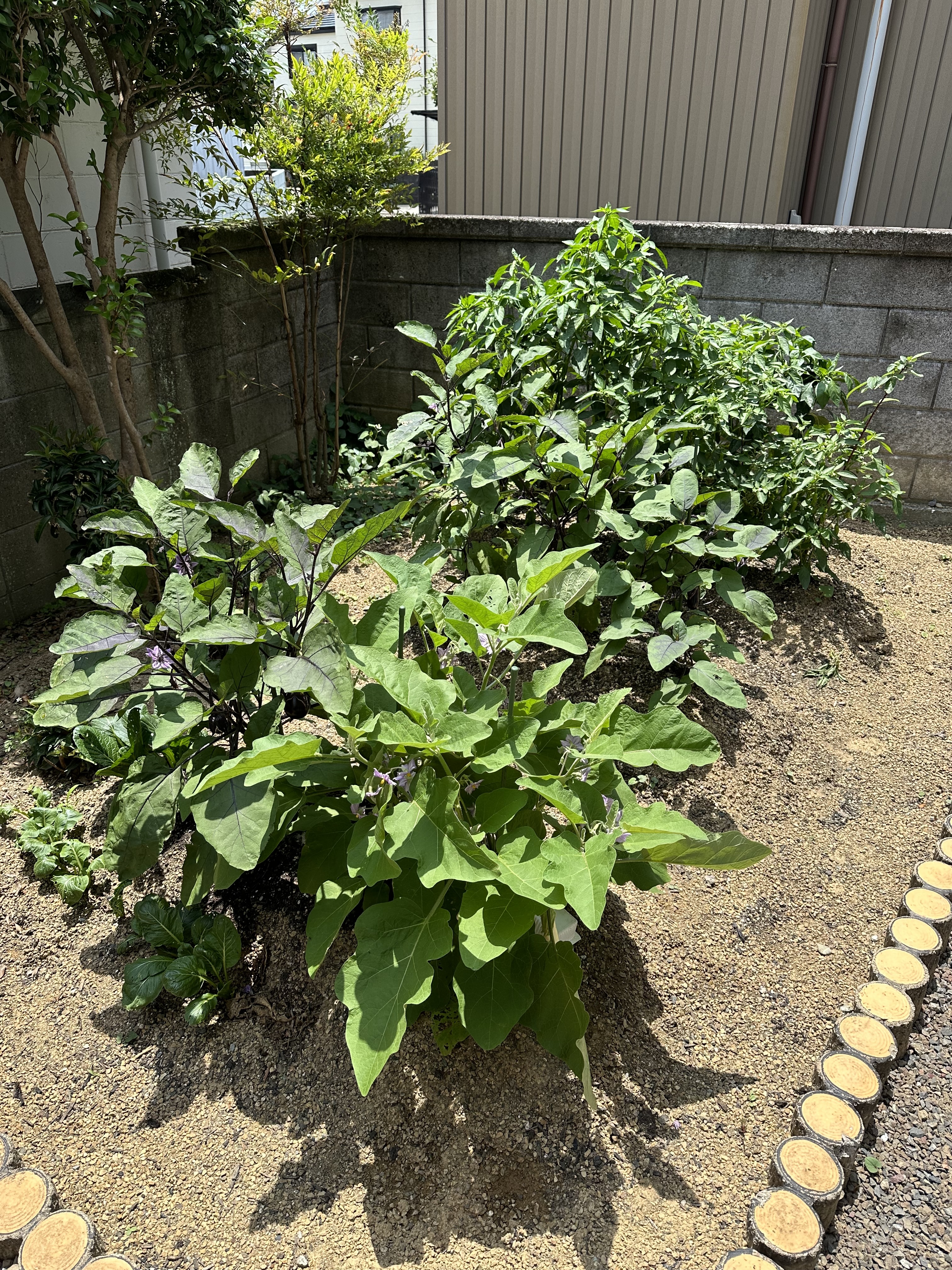 4-畑