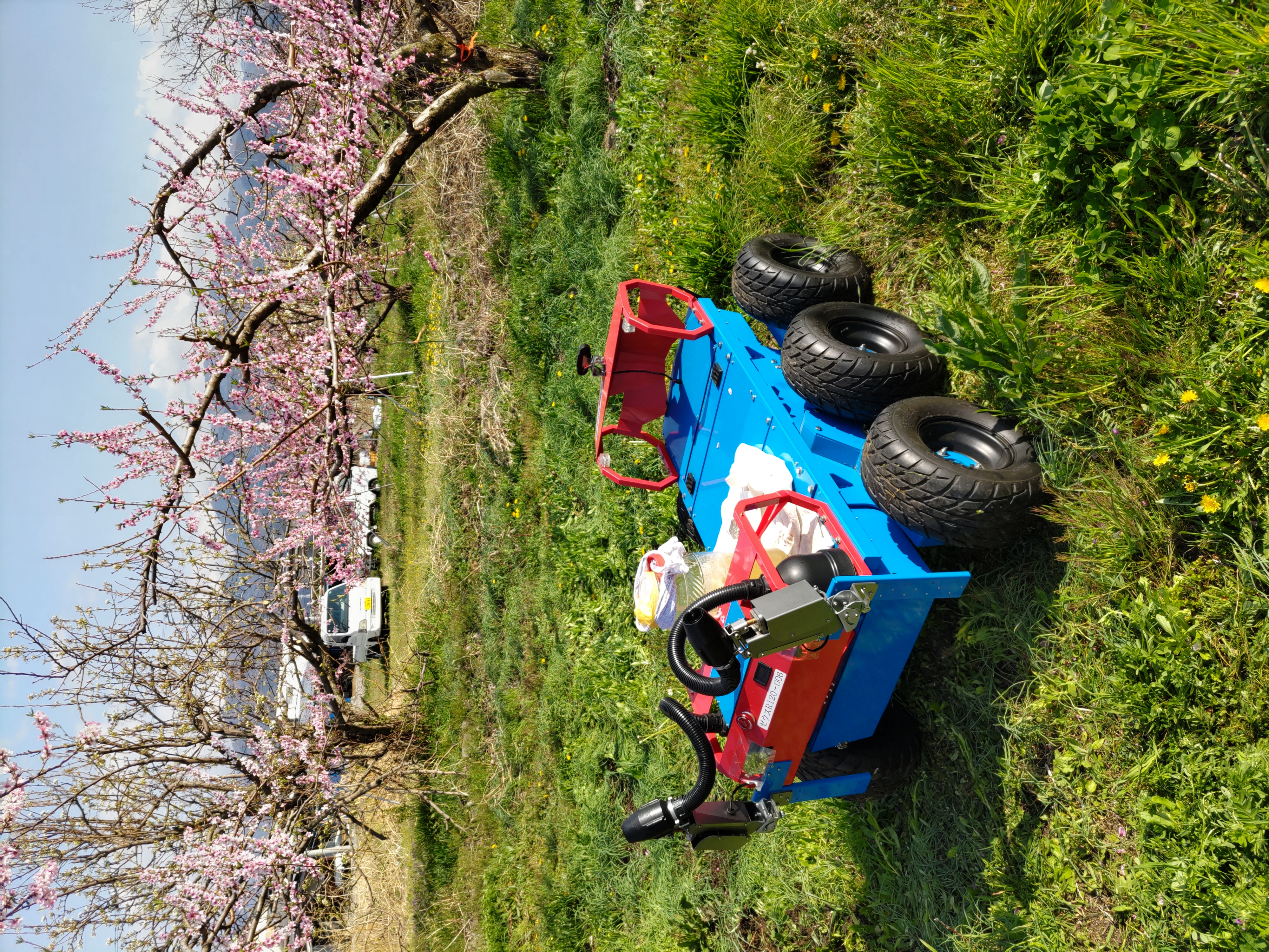 桃の授粉作業