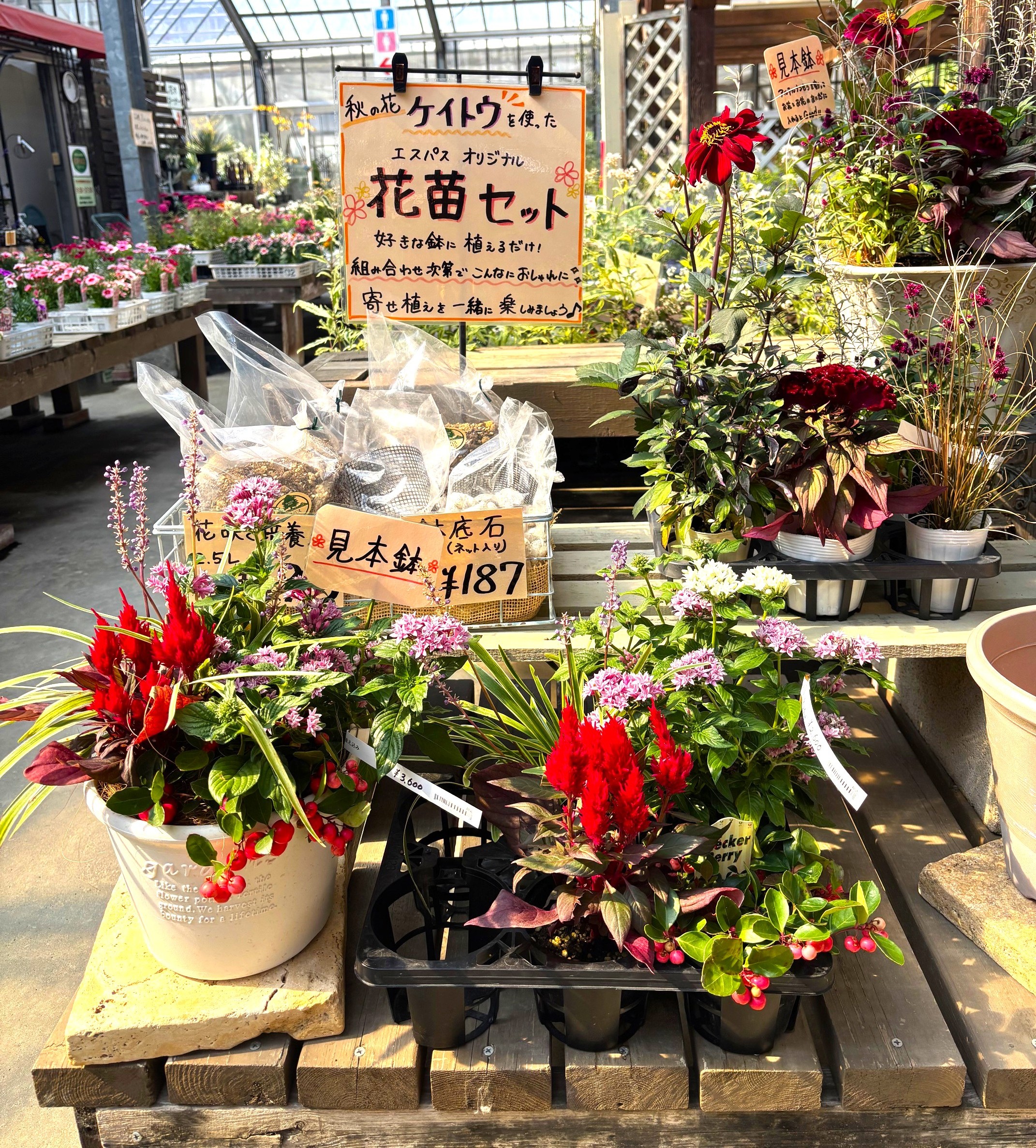 9-花苗セット🍁販売中