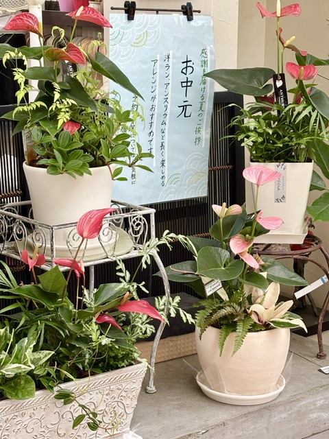 0-お中元ギフト・新盆用胡蝶蘭🌼ご予約受付中