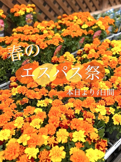 3-春のお得な4日間🌸本日より開催中