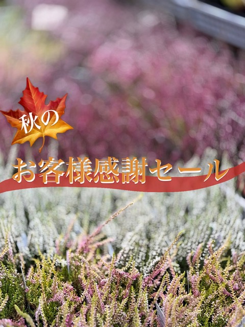 8-本日より4日間セール開催中✨