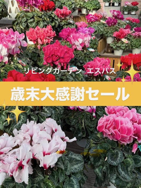 6-12/18～21🌸歳末大感謝セール実施中