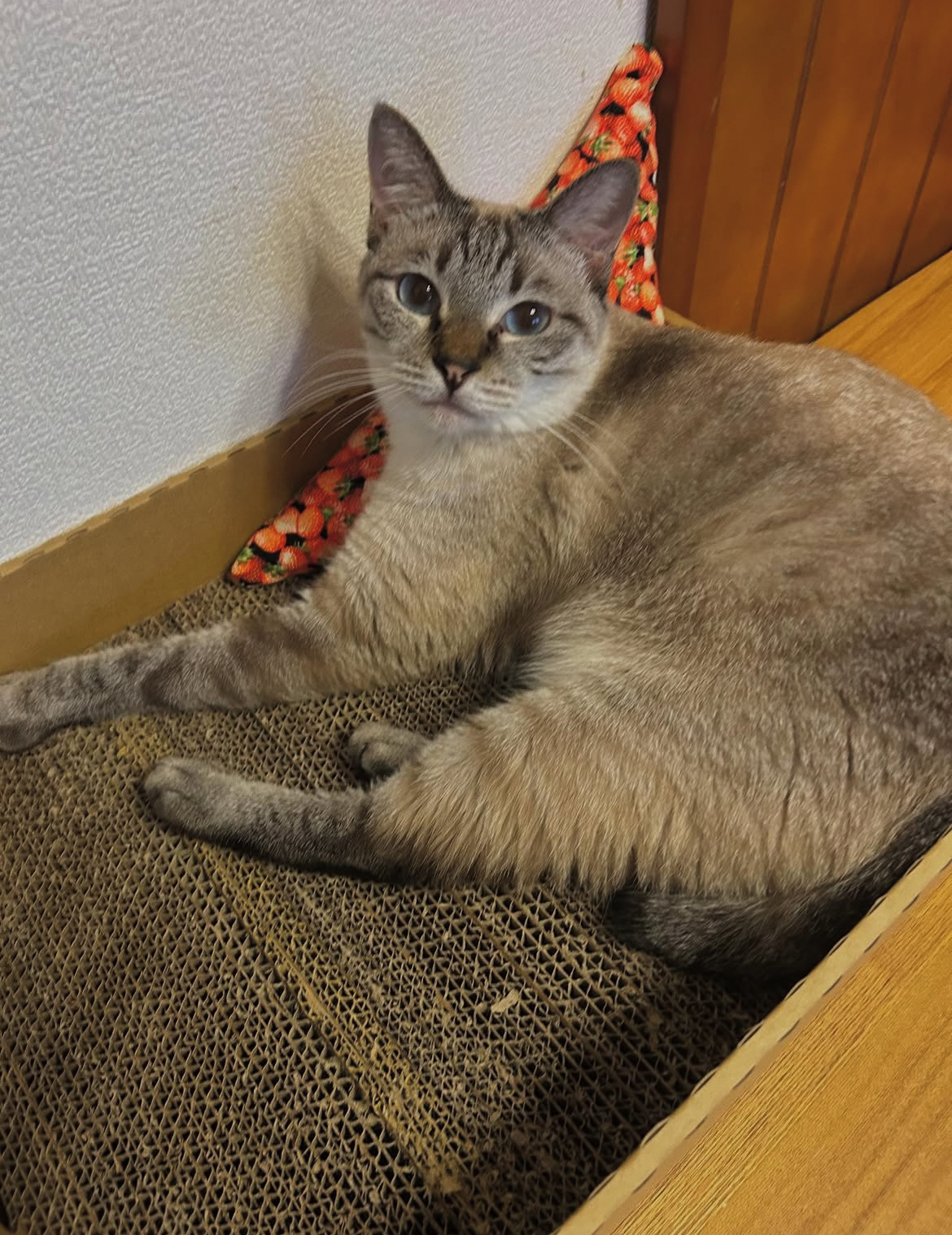 猫の爪とぎ箱　Aタイプ（段差なし）