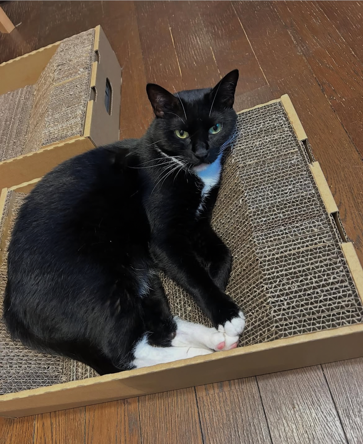 新商品　猫の爪とぎ箱Bタイプ（段差付き）