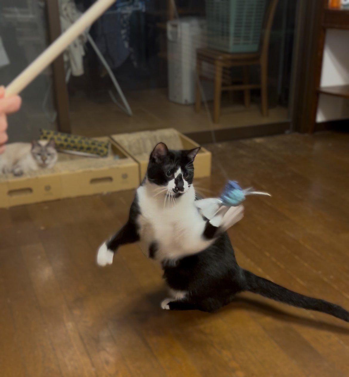 3-「猫じゃらし」