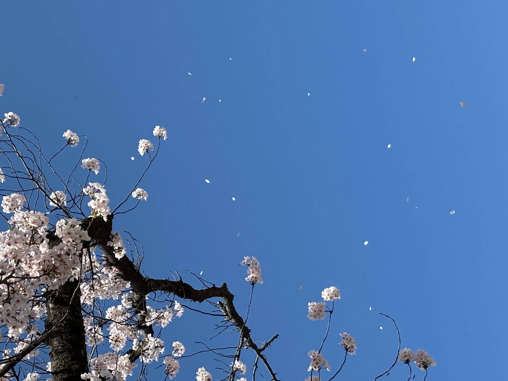 7-The Petals Drifting in the Open Space