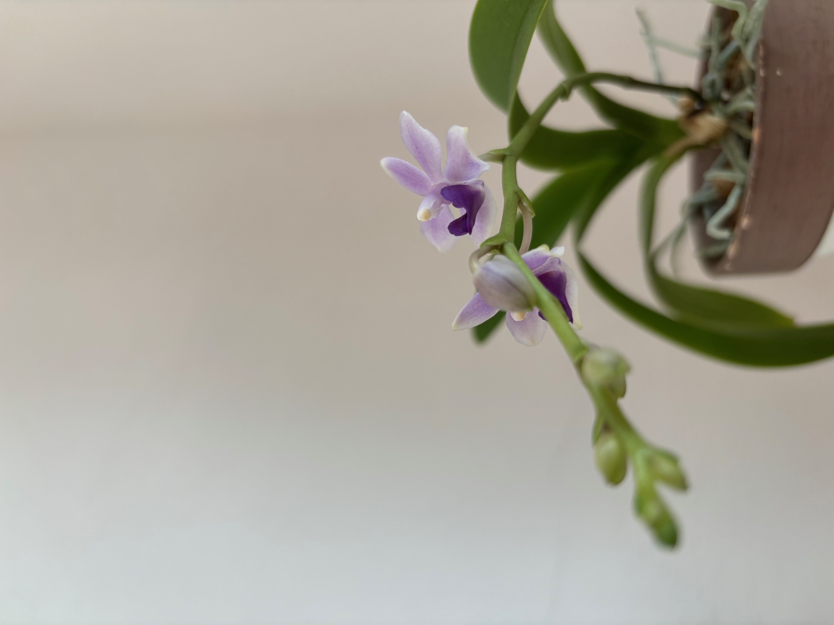 夏