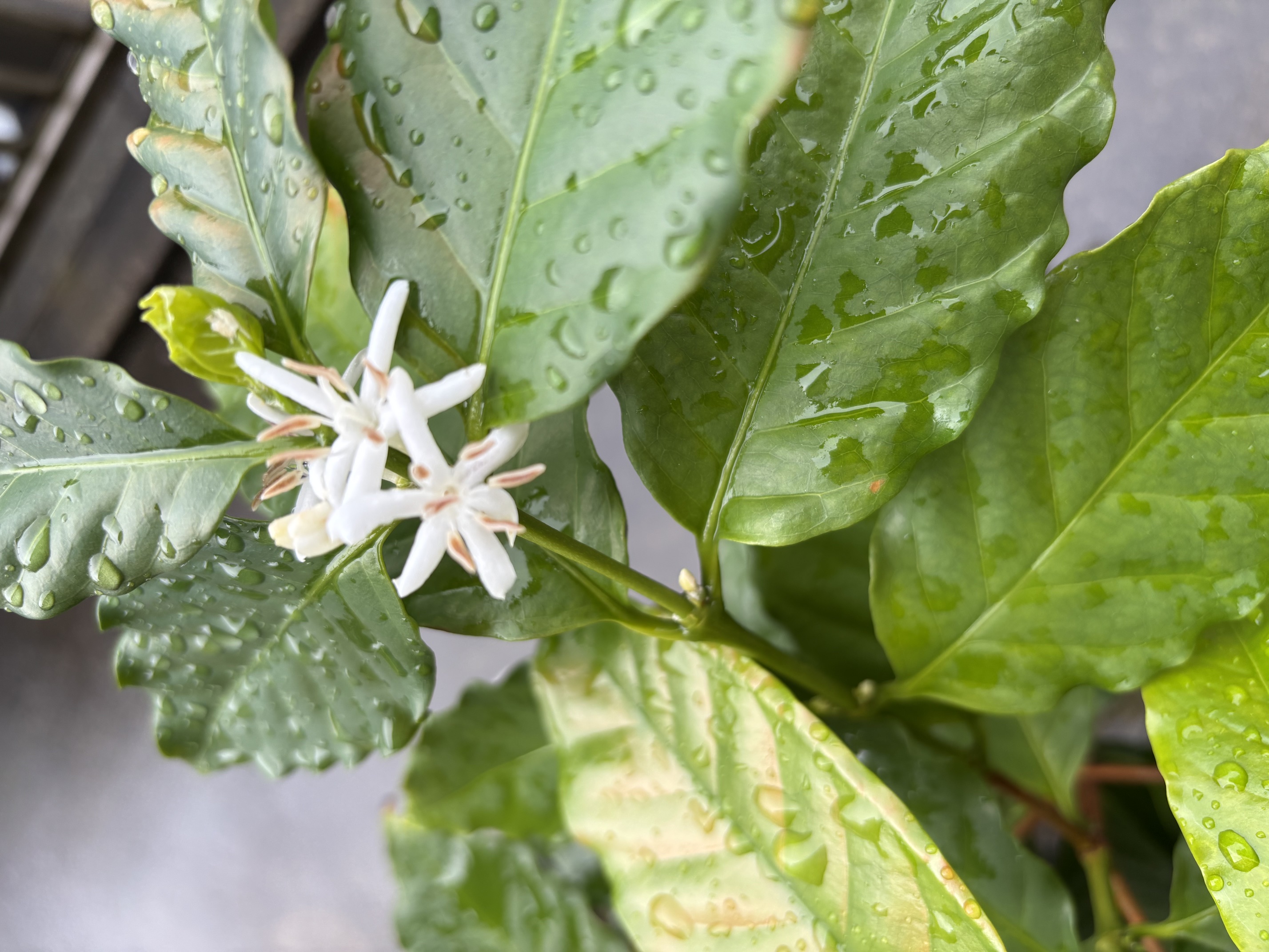 5-Blooming in Rain