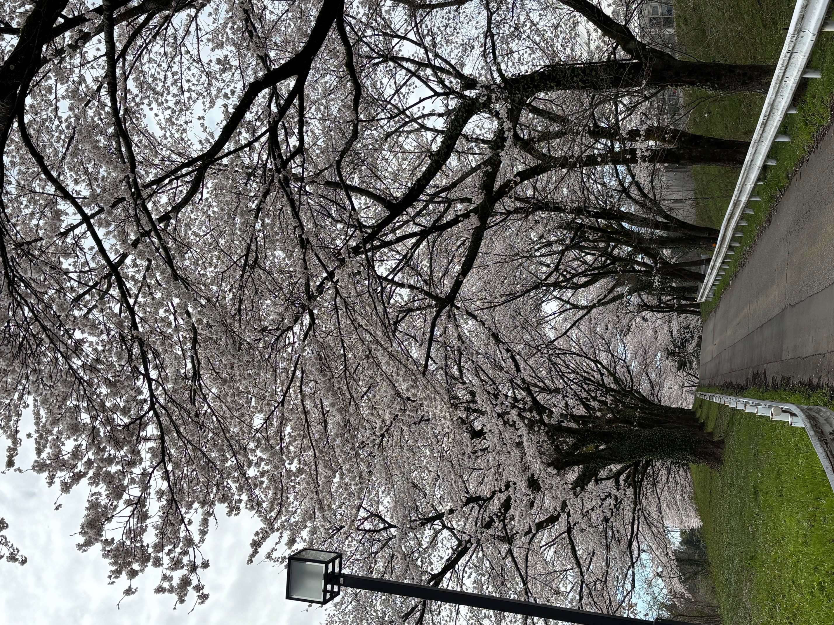 8-Full-bloom