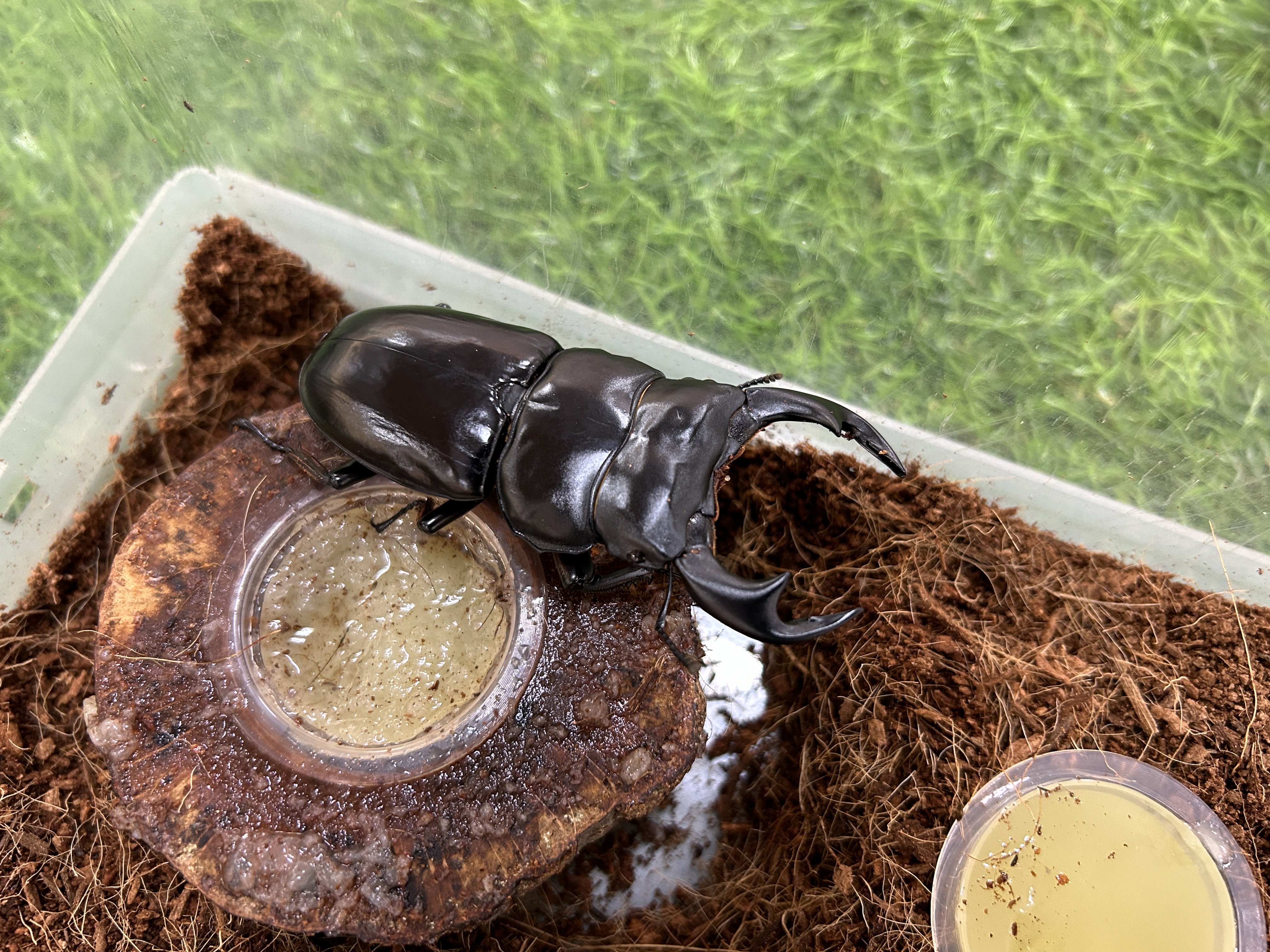 3-【カブトムシ・クワガタ生体展示】
