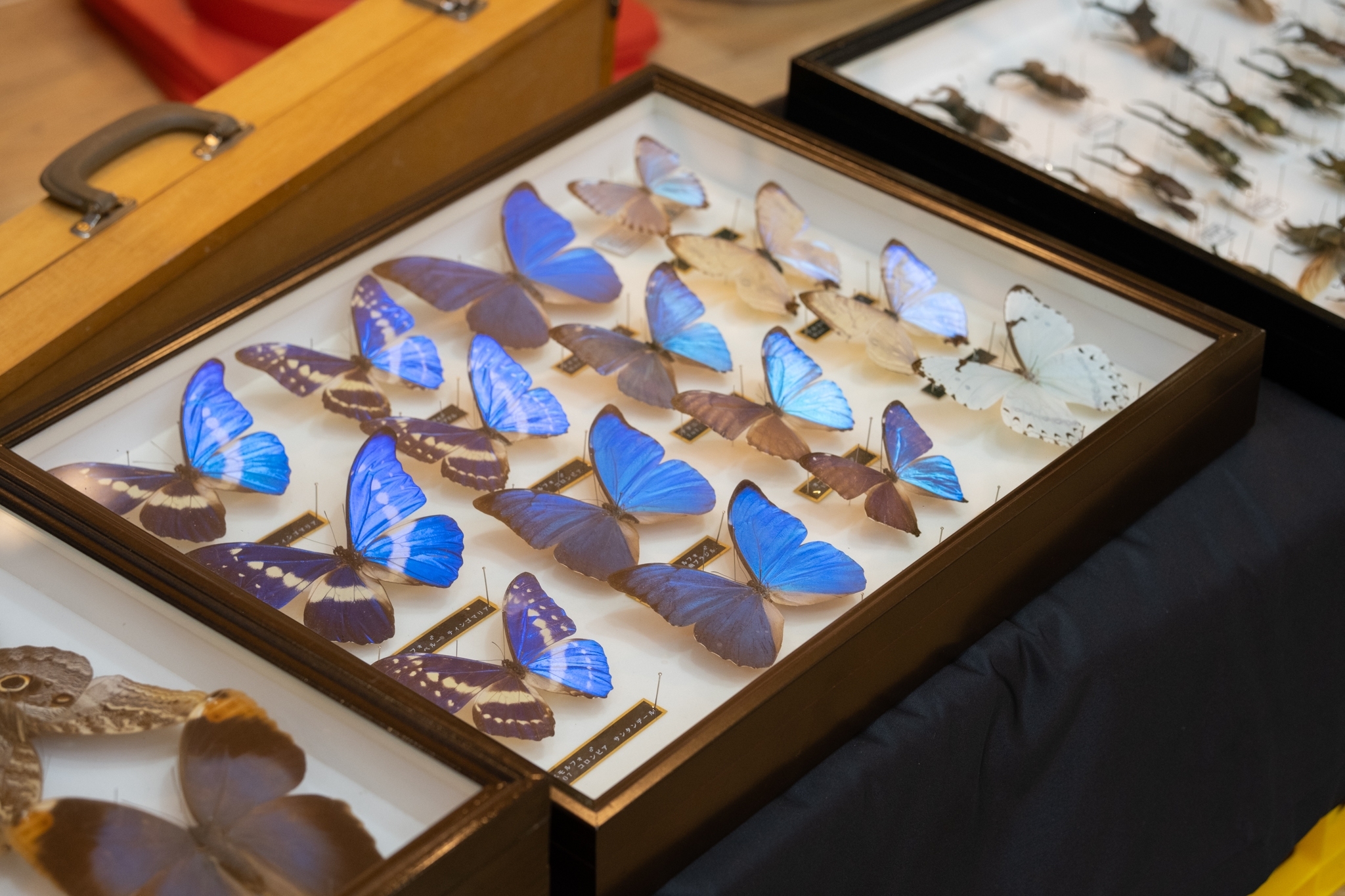 4-【昆虫学術標本展示】