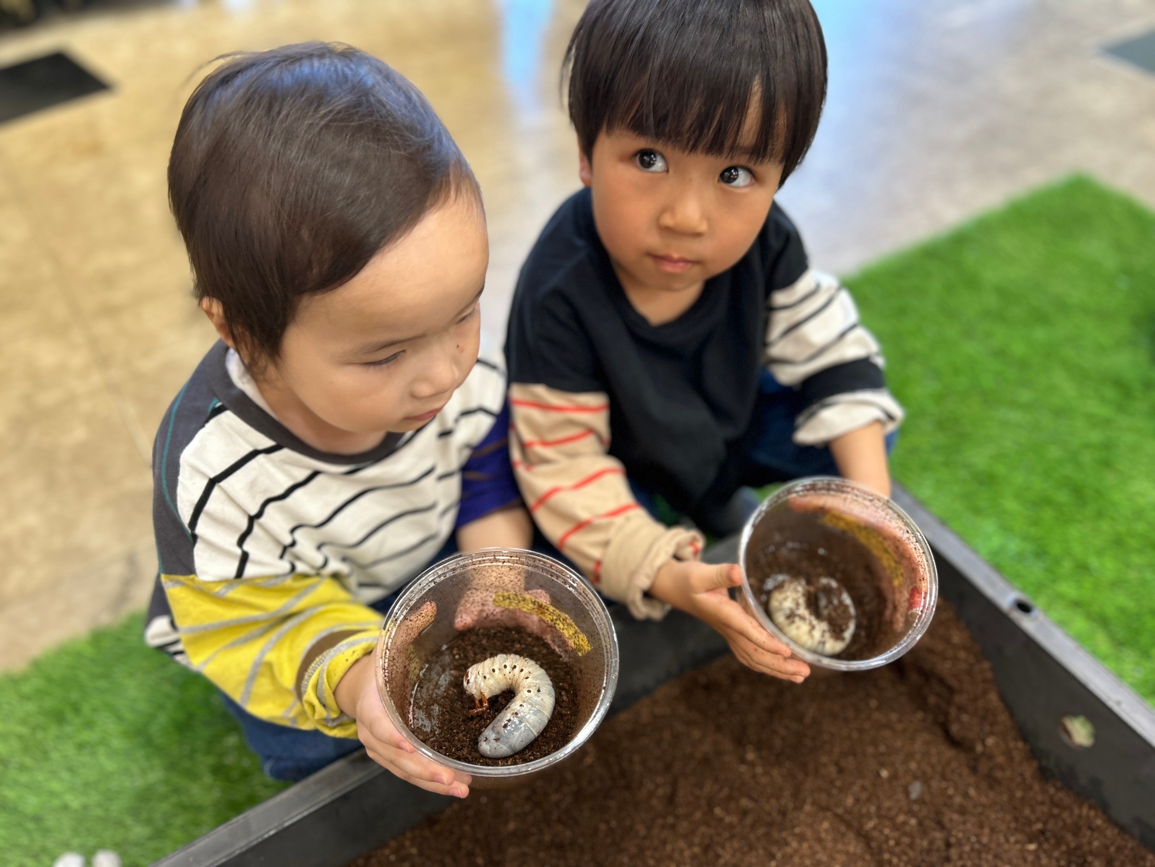 8-【カブクワ幼虫の掘り起こしチャレンジ】