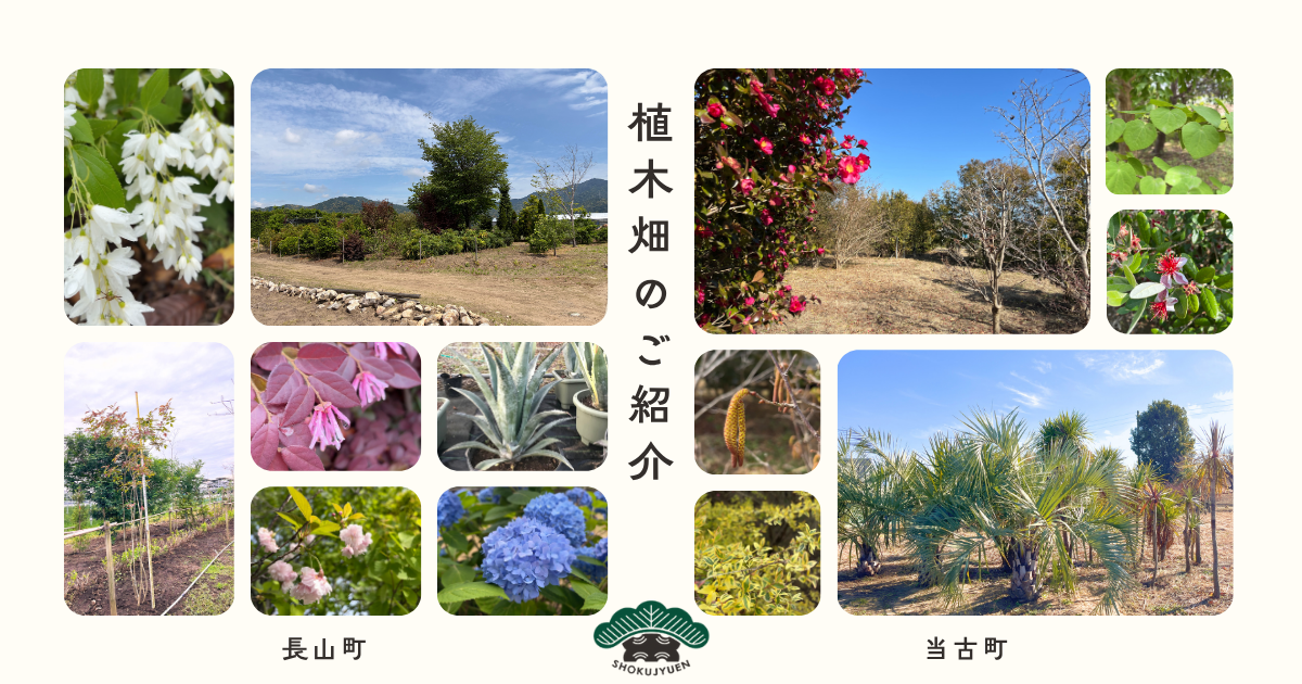 0-植木畑のご紹介