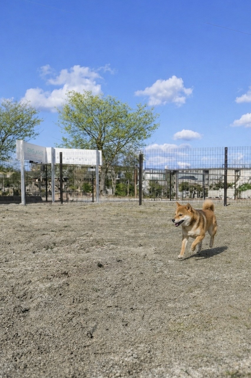 3-ドッグラン
