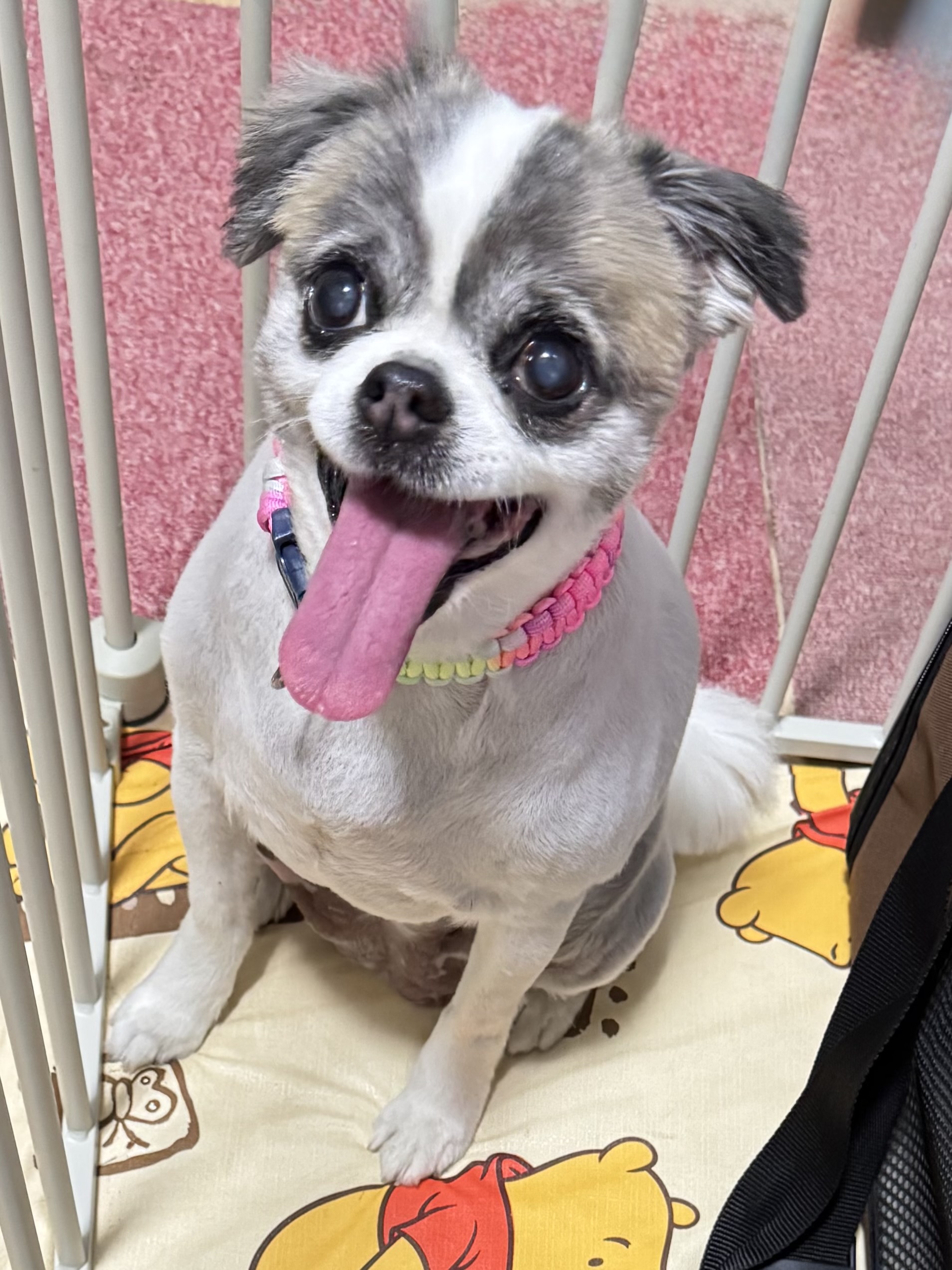0-怪力ポテトちゃん