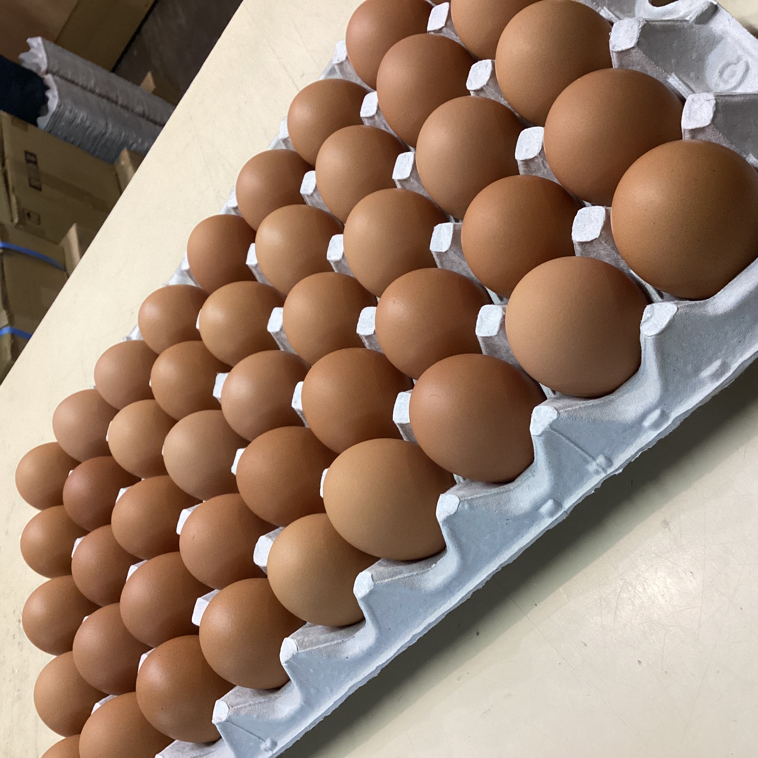 0-たまご販売