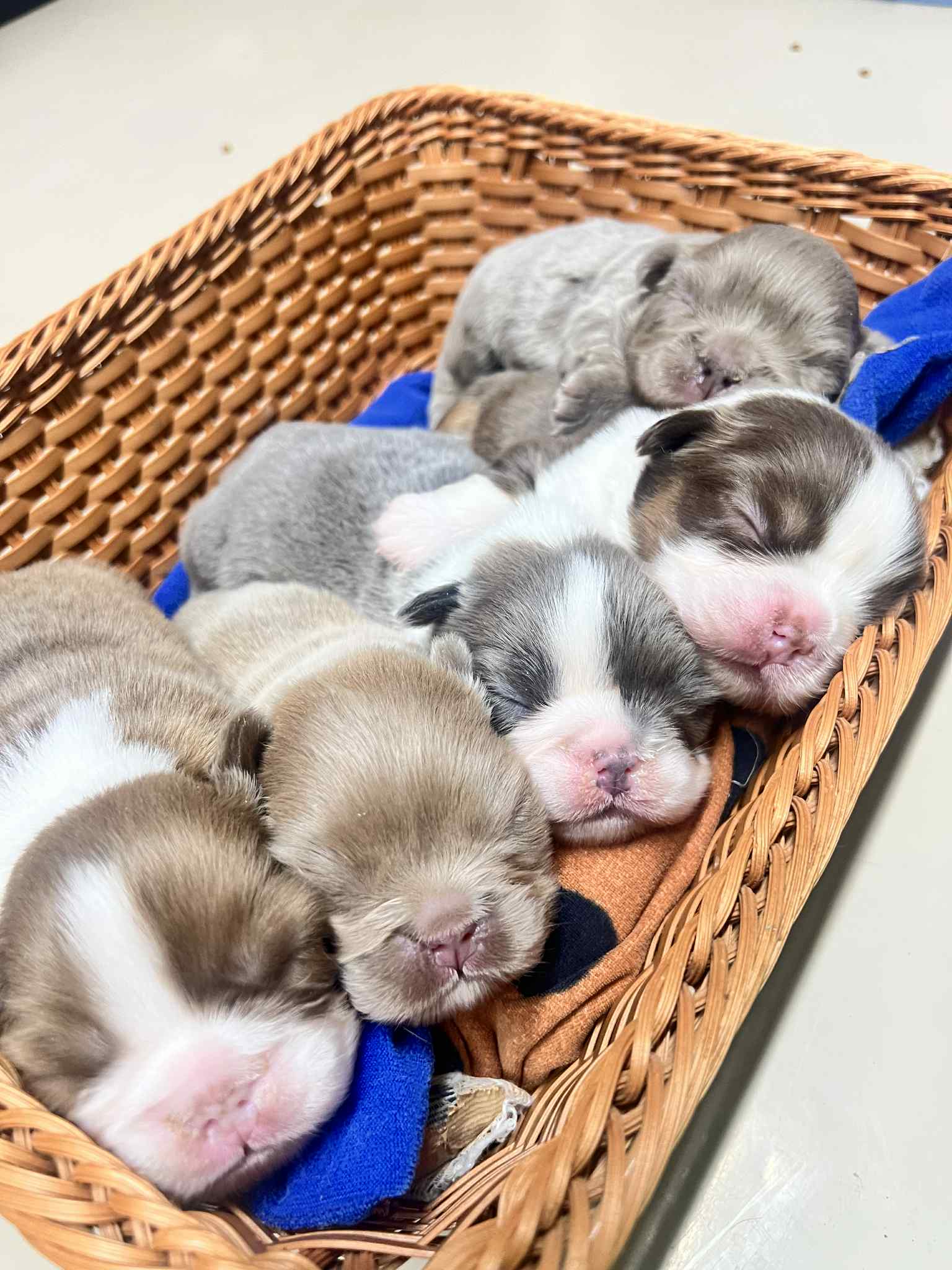 1-フレンチブルドッグの子犬ブリーダー