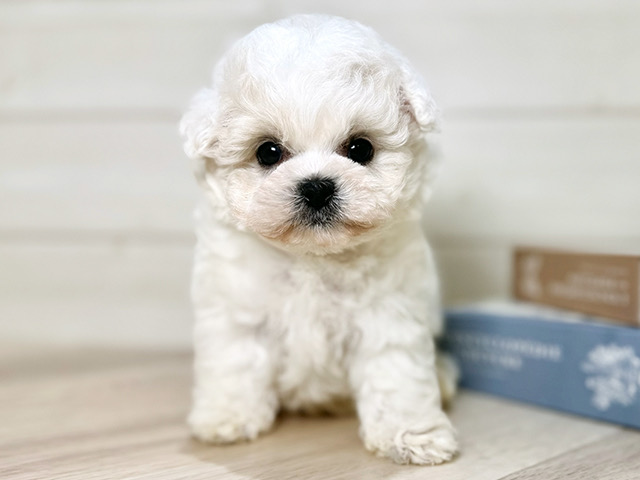 2-ビションフリーゼの子犬ブリーダー