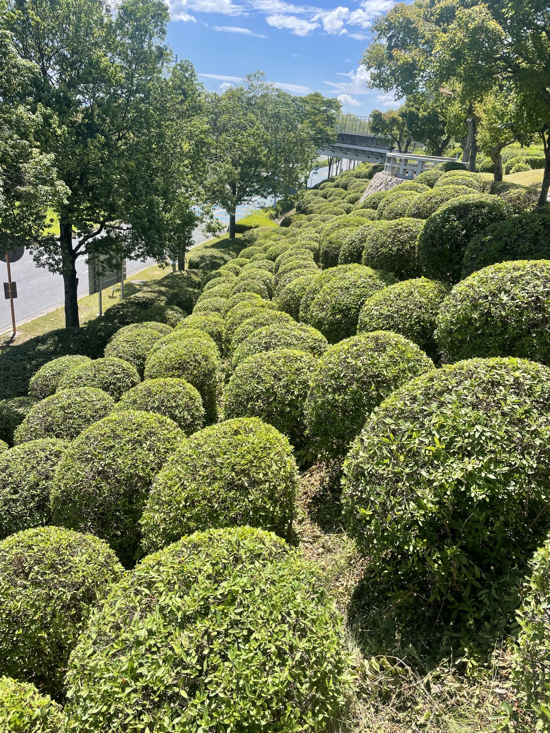 11-植栽維持工事
