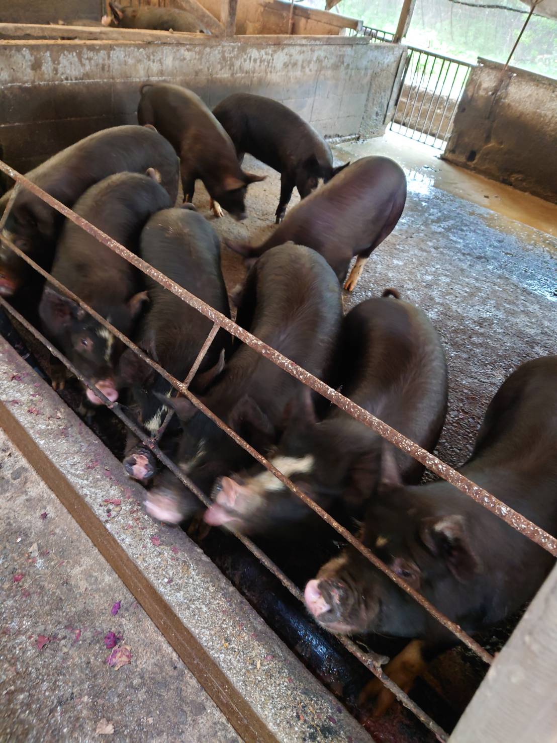 1-フードロスを抑えて飼料に変える